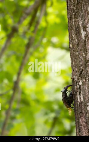 Coléoptères de cerf, Lucanus cervus sur chêne Banque D'Images