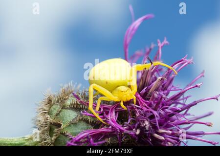 Araignée de crabe doré femelle, Misumena vatia sur chardon Banque D'Images