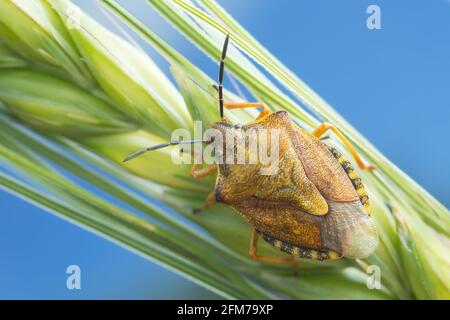 Insecte bouclier, Carpocoris purpureipennis sur céréales Banque D'Images