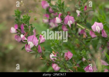 Flèche de la pointe de la fleur, Ononis spinosa Banque D'Images