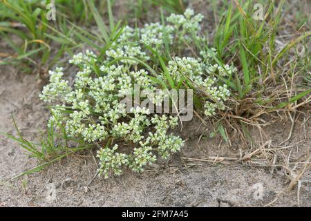 Chevalier vivace, Scleranthus perennis Banque D'Images
