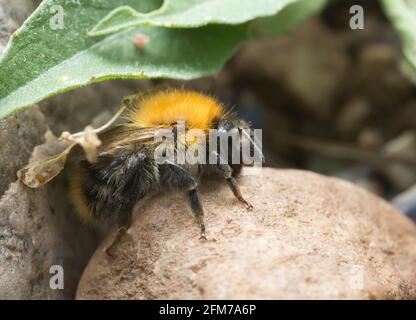 Femelle de l'abeille commune de Carder, Bombus Pascuorum sur la roche Banque D'Images
