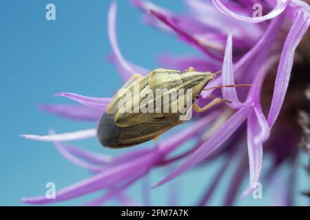 Mitre Shieldbug de Bishop, Aelia acuminata sur le knapweed Banque D'Images