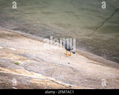 L'héron strié (Butorides striata) également connu sous le nom de petit mangrove ou Héron à fond vert, oiseau sur la rive de la rivière Concrete à côté de la rivière à Guata Banque D'Images