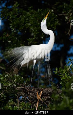 Grande exposition d'Egret Banque D'Images