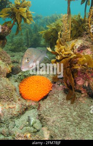 Vivaneau Australasien Pagrus auratus nageant au-dessus d'une grande éponge de mamelon d'orange qui pousse parmi les roches avec varech autour. Banque D'Images