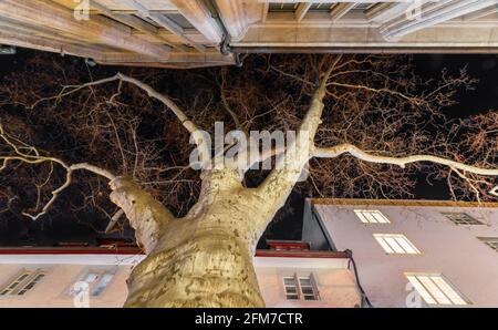 Vue d'un arbre de bas en haut qui monte entre les bâtiments vers le ciel Banque D'Images