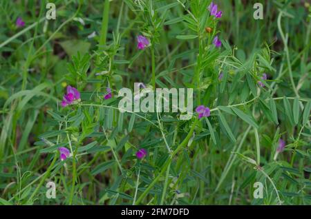 Jardin Vetch, Vicia sativa Banque D'Images