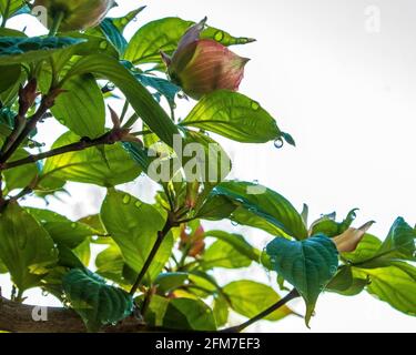 Rosée du matin suspendue sur les feuilles d'un arbre à cornouiller Banque D'Images