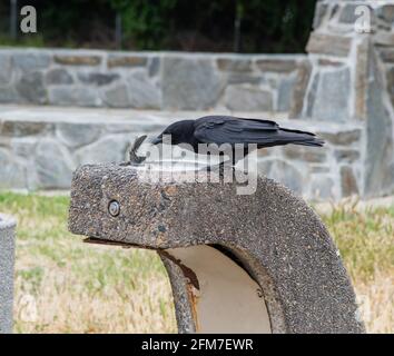 Une corneille de l'eau potable hors de la fontaine à boire à La zone de repos dans le sud de la Californie Banque D'Images