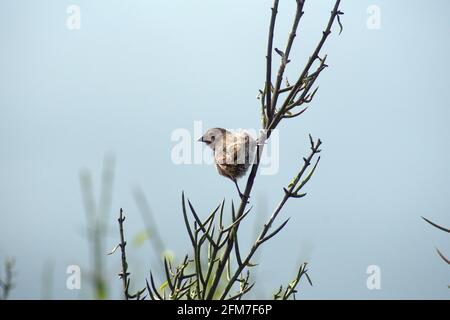 finch de Darwin perché sur une branche à la baie d'Urbina, sur l'île Isabela, Galapagos, Équateur Banque D'Images