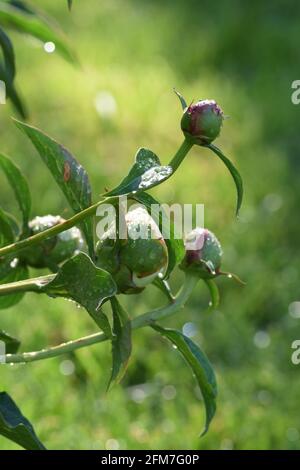 Bourgeons de pivoine avec rosée sur le point de fleurir au soleil tôt le matin Banque D'Images