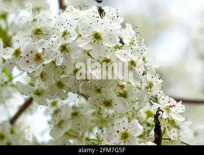 Cornus florida, le cornouiller à fleurs, est une espèce d'arbre à fleurs de la famille des Cornacées, originaire de l'est de l'Amérique du Nord et du nord du Mexique. Banque D'Images