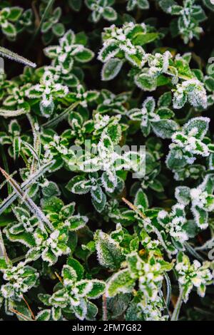 Gros plan détaillé de feuilles congelées tôt le matin en hiver, nature Banque D'Images
