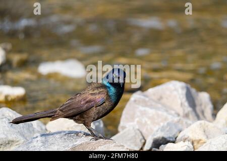 Grackle commun, (Quiscalus quiscula), oiseau adulte Banque D'Images