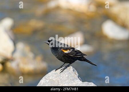 Blackbird ailé rouge, ( Agelaius phoeniceus), Jeune Homme, oiseau au printemps Banque D'Images