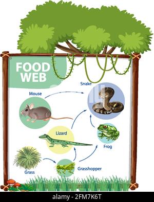 Schéma de la chaîne alimentaire Illustration de Vecteur