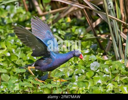 Gallinule violet (Porphyrio martinicus) marchant sur des feuilles d'eau dans un marais forestier, parc régional de Brazos Bend, Texas, États-Unis Banque D'Images