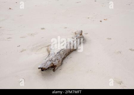 Driftwood sur la plage de Gulf Shores, Alabama, États-Unis Banque D'Images