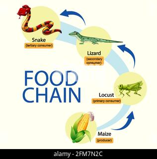 Illustration du schéma de la chaîne alimentaire scientifique Illustration de Vecteur