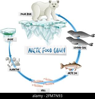 Illustration du concept de diagramme de la chaîne alimentaire arctique Illustration de Vecteur