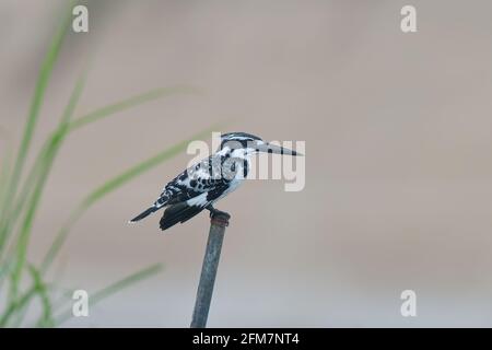 Le kingfisher à pied (Ceryle rudis) est une espèce de kingfisher d'eau largement répandue en Afrique et en Asie. Banque D'Images