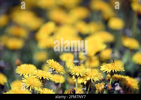 Potsdam, Allemagne. 05e mai 2021. Les fleurs de pissenlit poussent sur la rive de la Jungfernsee. Credit: Soeren Stache/dpaZentralbild/ZB/dpa/Alay Live News Banque D'Images