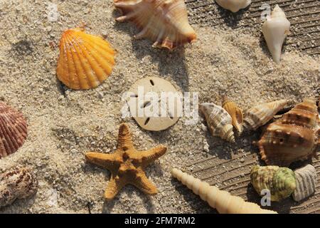 Seashell sur la promenade à Tropical Beach le jour d'été chaud Banque D'Images