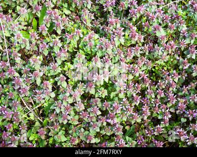 vue de dessus des fleurs pourpres denses sur la prairie verte avec le jour du printemps Banque D'Images