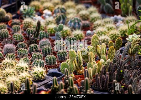 Des rangées de cactus différents, petits et grands, avec des aiguilles dans des pots et des mugs dans une fenêtre de magasin Banque D'Images