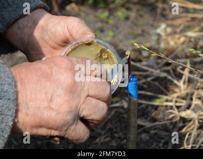 Propagation des arbres fruitiers : un jardinier est en train de greffer un arbre fruitier, d'envelopper le porte-greffe avec un ruban adhésif et de sceller un scion avec de la cire à greffer. Banque D'Images