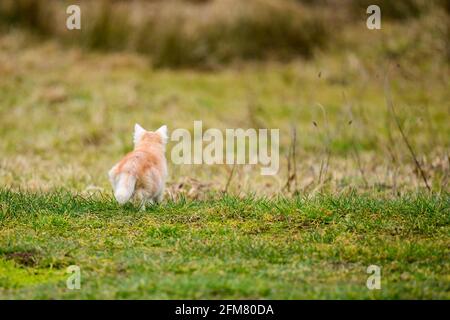 Le petit chat rouge chacha la taupe, un instinct naturel dans le chat. Nouveau Banque D'Images