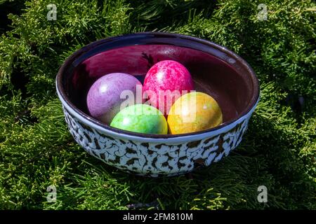 Quatre œufs de pâques multicolores dans un bol en céramique branche de thuja en direct Banque D'Images