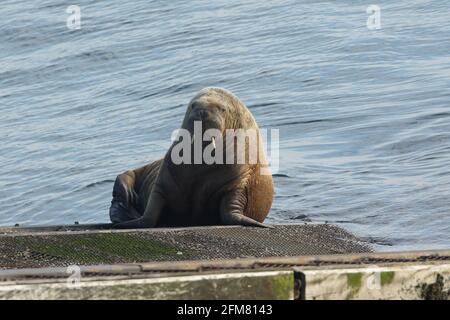 Un rare Walrus, Odobenus rosmarus, situé sur la rampe de la station de sauvetage Tenby à Tenby, Pembrokeshire, pays de Galles. Banque D'Images