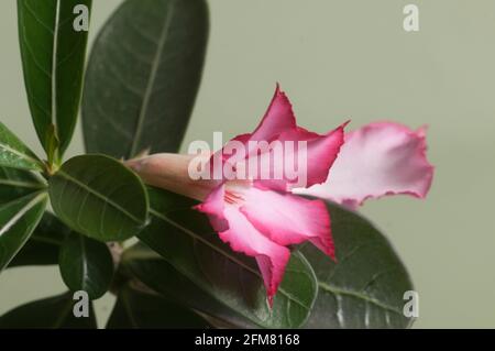 Fleur d'obesum d'Adenium, gros plan, mise au point locale Banque D'Images