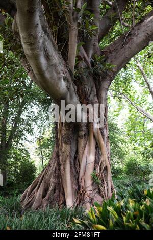 Ficus macrophylla, banyan australien ou Moreton Bay Fig dans le parc national Royal de Melbourne, Australie Banque D'Images