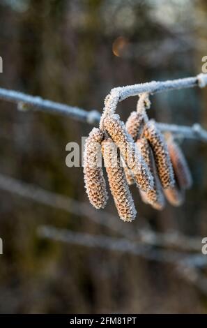 Alnus glutinosa Banque D'Images