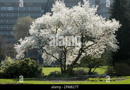 Magnolia kobus var borealis Banque D'Images
