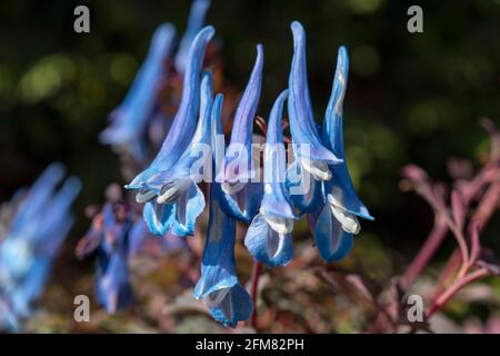 Corydalis curviflora var. Rosthornii 'Héron bleu Banque D'Images