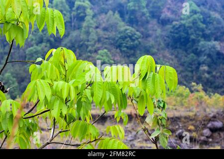 Branches d'arbre avec feuilles vertes de sève, sur le dessus des digues de rivière, couvertes de graminées vertes et de rochers Banque D'Images