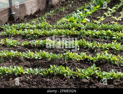 rangées de jeunes plants de betteraves poussant dans un tunnel poly protégé de l'environnement contrôlé par le gel sur un jardin d'allotissement ou une petite exploitation , copier le spac Banque D'Images