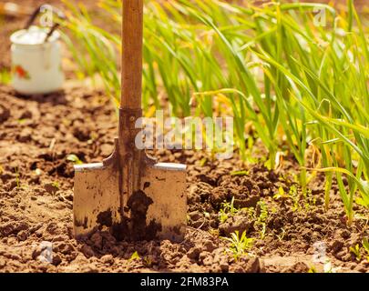 l'ail plante en rangées sur le sol de la terre agricole de printemps Banque D'Images
