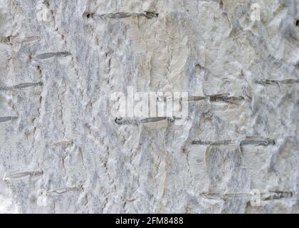Écorce de bouleau, partie externe blanche de l'arbre de bouleau, vue macro. Texture ou motif en bois naturel. Banque D'Images