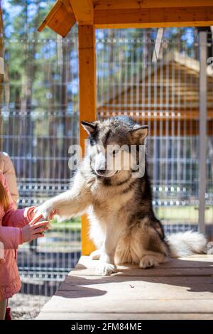 Un joli et gentil berger de Malamute d'Alaska est assis dans une enceinte derrière des bars et regarde avec des yeux intelligents. Volière intérieure. Le chien est actionné par Banque D'Images