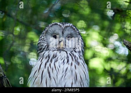 RÉPUBLIQUE TCHÈQUE, ZOO PRAHA - 11 JUIN 2020 : hibou de l'Oural (Strix uralensis). Tchèque : Pustik belavy. Banque D'Images