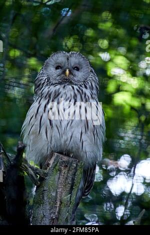 RÉPUBLIQUE TCHÈQUE, ZOO PRAHA - 11 JUIN 2020 : hibou de l'Oural (Strix uralensis). Tchèque : Pustik belavy. Banque D'Images