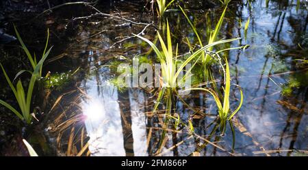 Feuilles vertes de Sphagnum cuspidatum et d'Acorus calamus à Kemeru National Parc Lettonie Banque D'Images