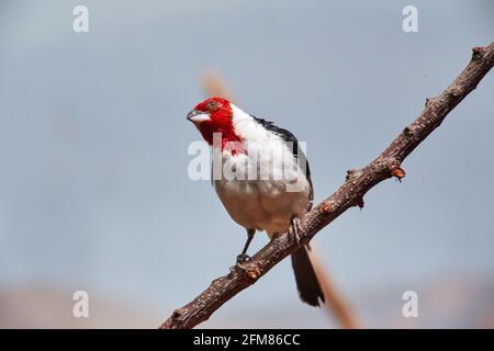 RÉPUBLIQUE TCHÈQUE, ZOO PRAHA - 11 JUIN 2020 : cardinal à tête rouge (Paroaria dominicana). Tchèque : Kardinal dominikansky. Banque D'Images