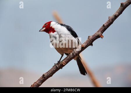 RÉPUBLIQUE TCHÈQUE, ZOO PRAHA - 11 JUIN 2020 : cardinal à tête rouge (Paroaria dominicana). Tchèque : Kardinal dominikansky. Banque D'Images