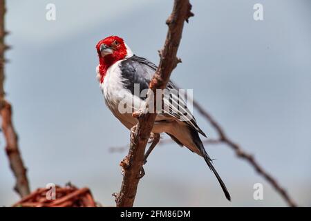 RÉPUBLIQUE TCHÈQUE, ZOO PRAHA - 11 JUIN 2020 : cardinal à tête rouge (Paroaria dominicana). Tchèque : Kardinal dominikansky. Banque D'Images